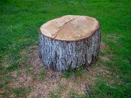 Best Commercial Tree Services  in Aurora, NE