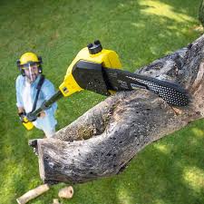 Best Firewood Processing and Delivery  in Aurora, NE