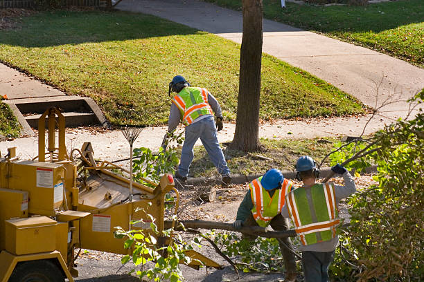 Best Hedge Trimming  in Aurora, NE