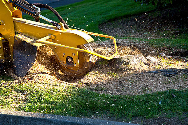 Best Tree and Shrub Care  in Aurora, NE