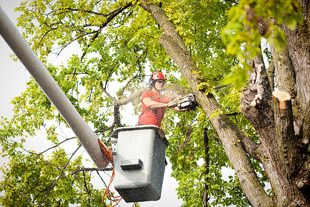 Best Tree Cabling and Bracing  in Aurora, NE